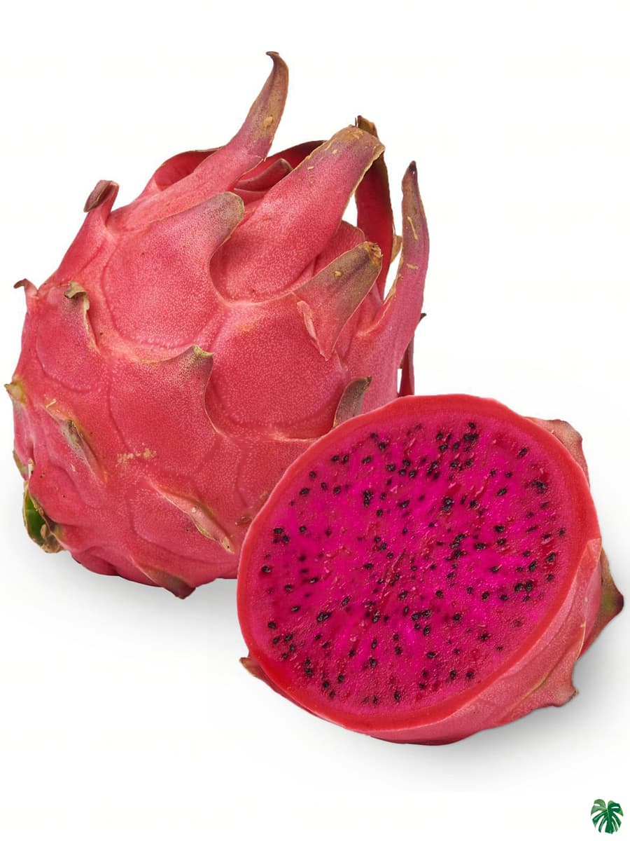 Dragon fruit 1pc