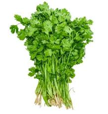 coriander